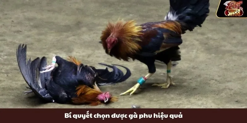 Bí quyết chọn được gà phu hiệu quả