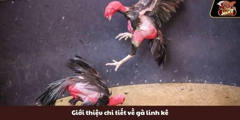 Giới thiệu chi tiết về gà linh kê