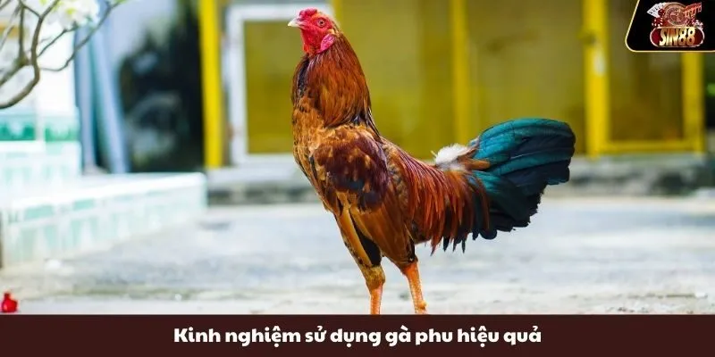 Kinh nghiệm sử dụng gà phu hiệu quả