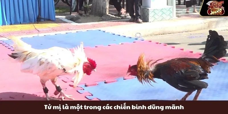 Tử mị là một trong các chiến binh dũng mãnh