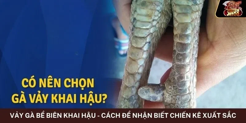 Vảy Gà Bể Biên Khai Hậu - Cách Để Nhận Biết Chiến Kê Xuất Sắc